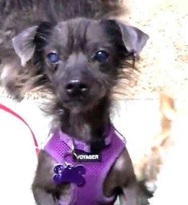 Enlarge Pork, a Adopted Chihuahua in St. Louis, MO image 2/3