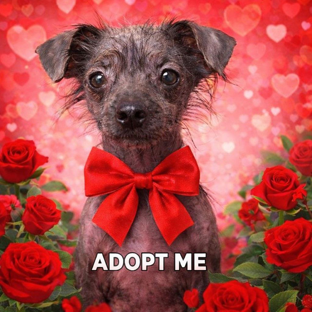 Enlarge Pork, a Adopted Chihuahua in St. Louis, MO image 3/3