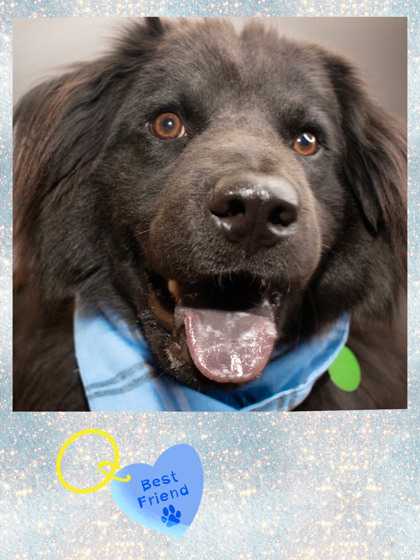 Indi, a Adoptable mixed breed in Westlake, OH image 4/6