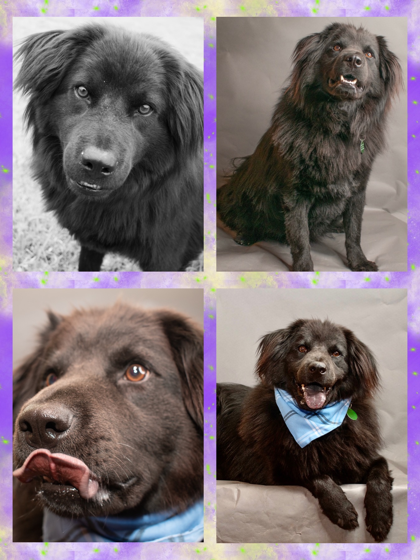 Indi, a Adoptable mixed breed in Westlake, OH image 5/6