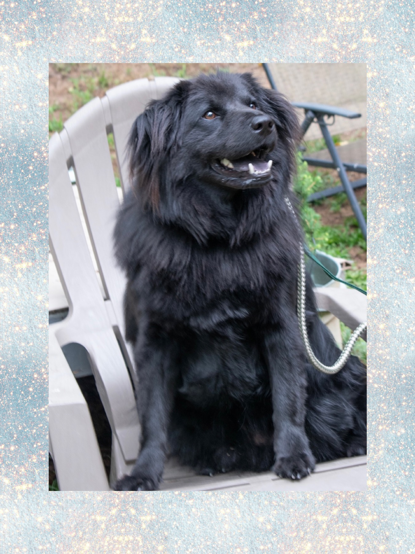 Indi, a Adoptable mixed breed in Westlake, OH image 1/6