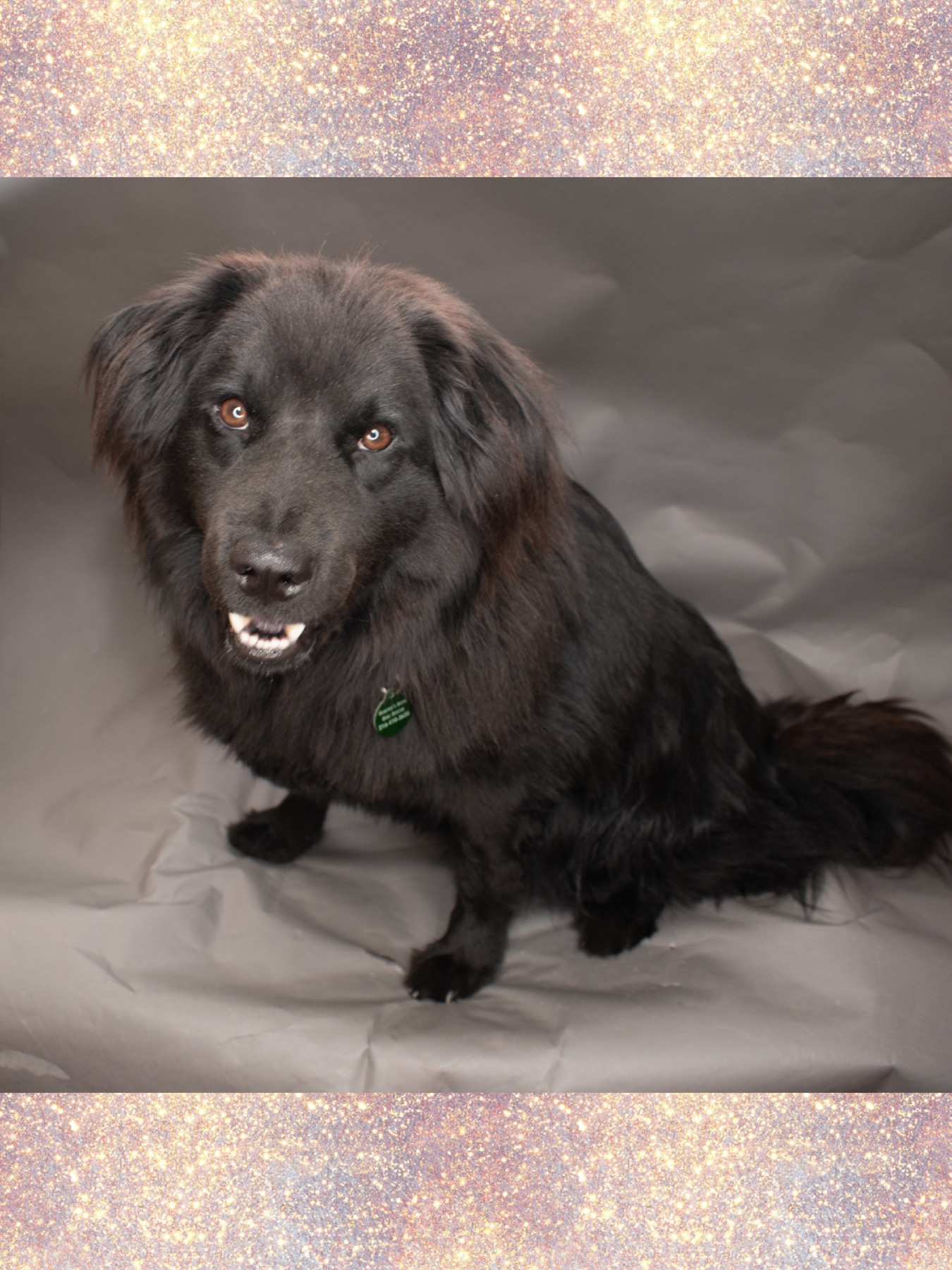 Indi, a Adoptable mixed breed in Westlake, OH image 3/6