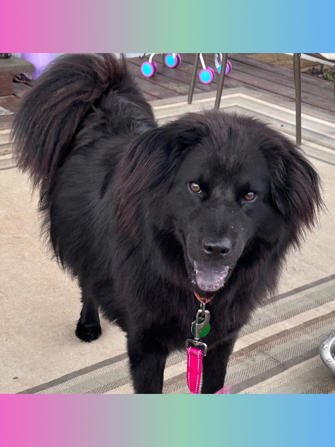 Indi, a Adoptable mixed breed in Westlake, OH image 2/6