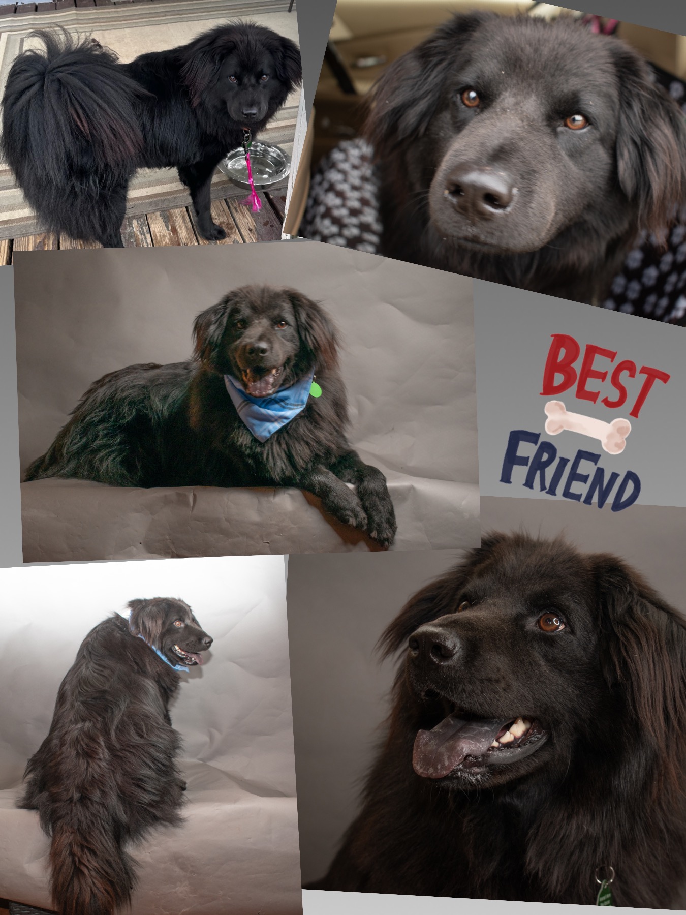 Indi, a Adoptable mixed breed in Westlake, OH image 6/6