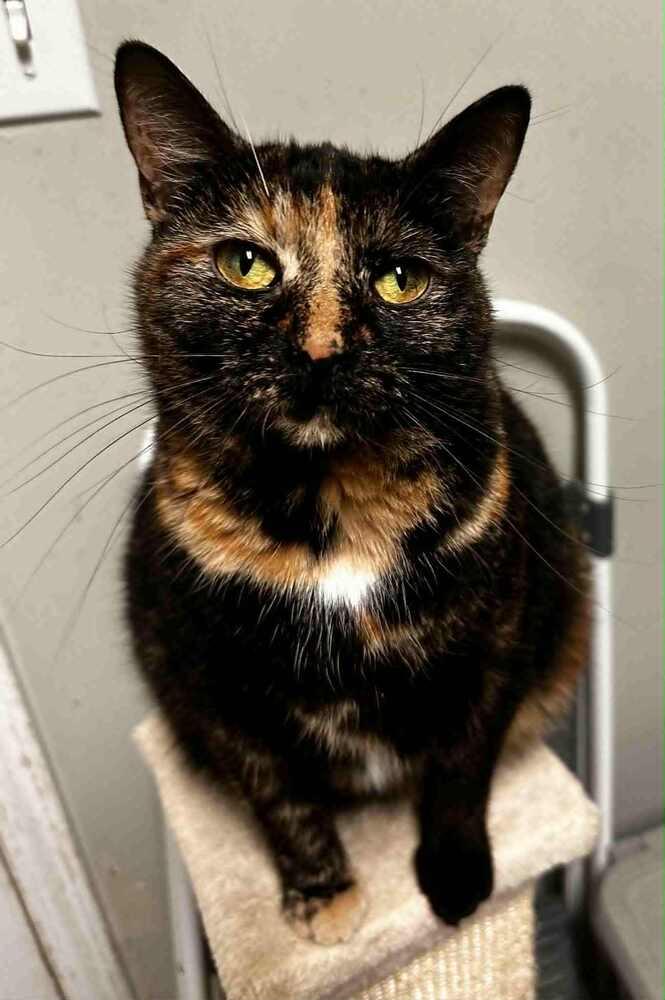 Nadya, Adoptable, Adult Female Domestic Short Hair.