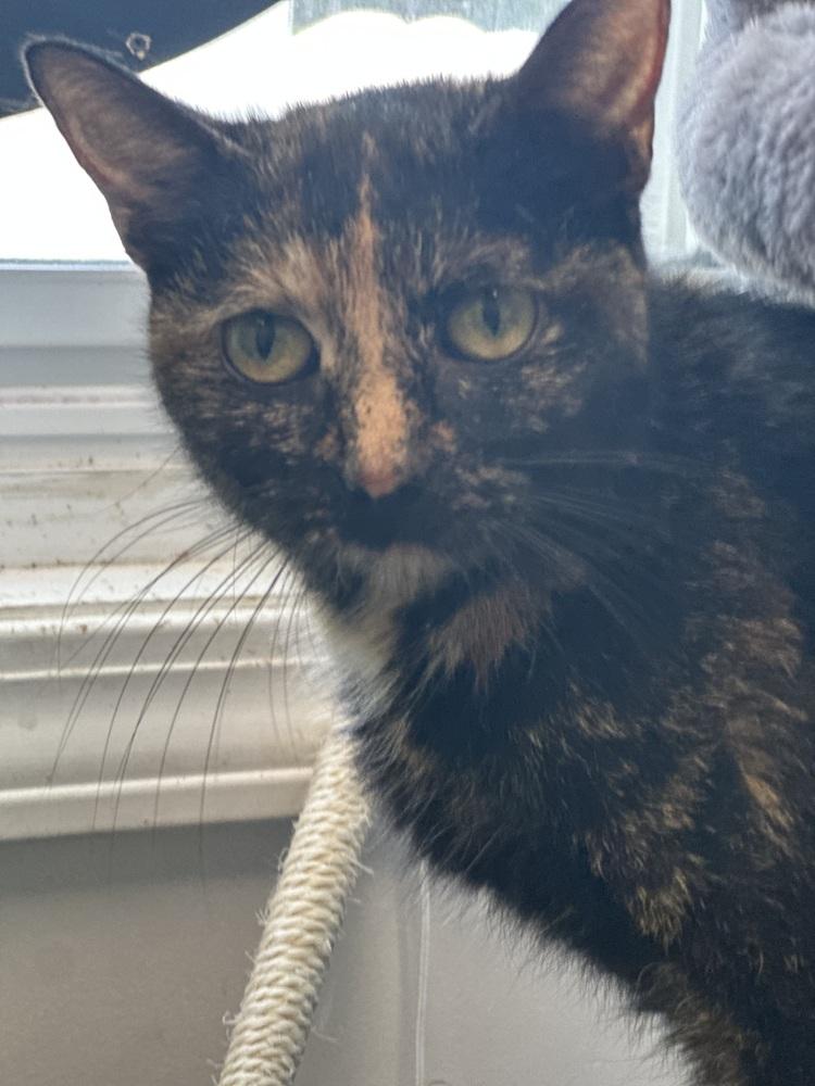 Enlarge Nadya, a Adoptable Domestic Short Hair in Evansville, IN image 3/5