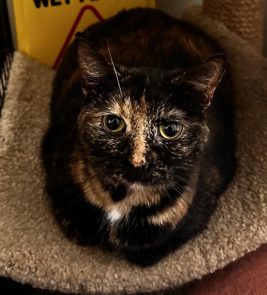 Enlarge Nadya, a Adoptable Domestic Short Hair in Evansville, IN image 4/5