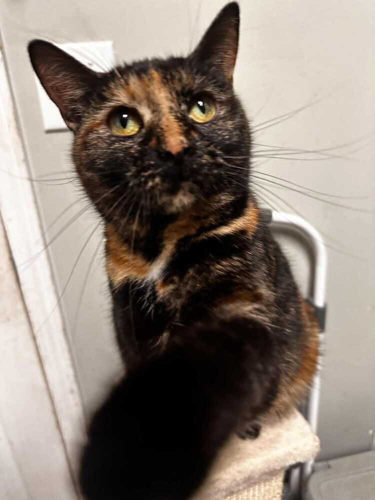 Enlarge Nadya, a Adoptable Domestic Short Hair in Evansville, IN image 5/5