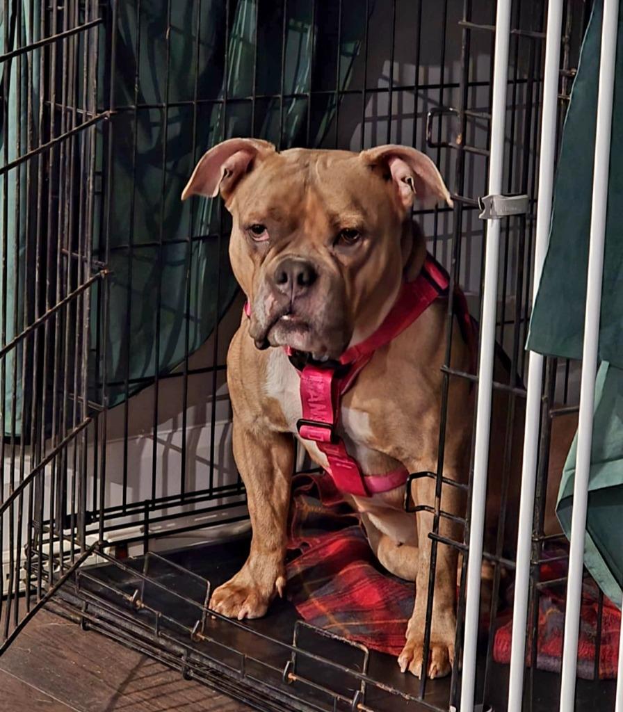 Pepper, a Adoptable American Bulldog in Toronto, ON image 1/6