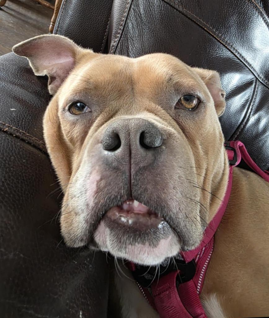 Pepper, a Adoptable American Bulldog in Toronto, ON image 2/6