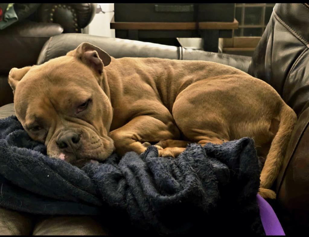 Pepper, a Adoptable American Bulldog in Toronto, ON image 3/6