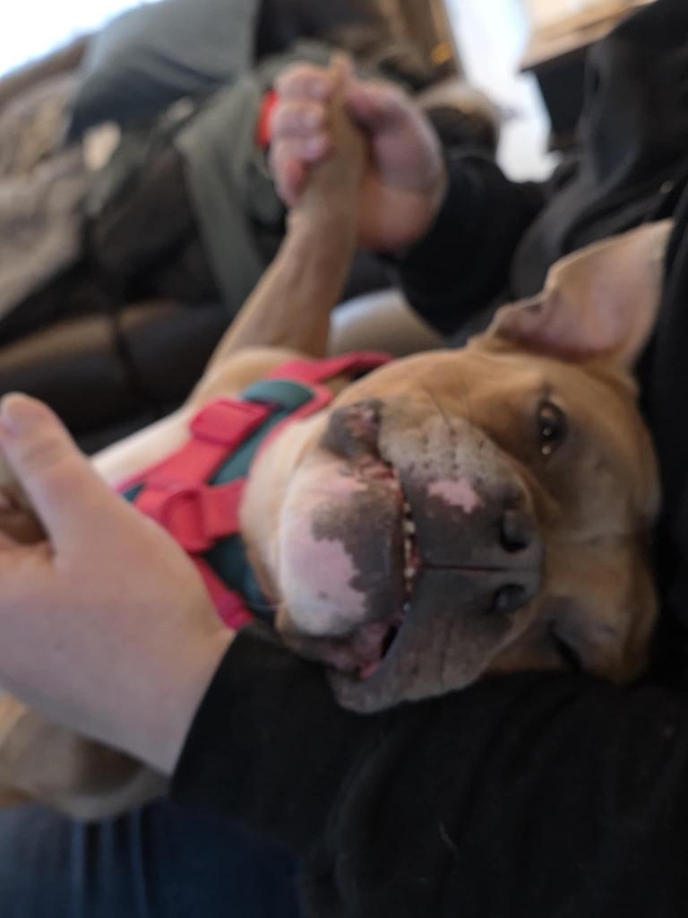 Pepper, a Adoptable American Bulldog in Toronto, ON image 4/6