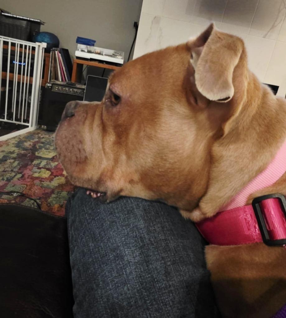 Pepper, a Adoptable American Bulldog in Toronto, ON image 5/6