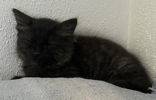 Enlarge Slate - the Curious Little Shadow, an adopted Domestic Medium Hair in Prescott, AZ image 3/3