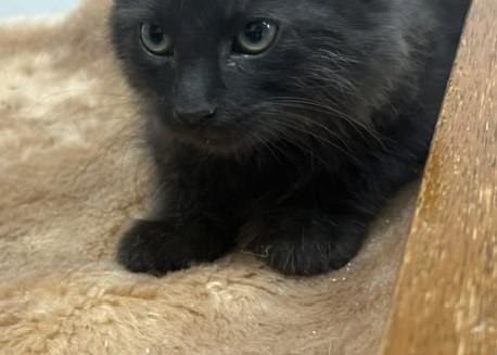 Enlarge Slate - the Curious Little Shadow, an adopted Domestic Medium Hair in Prescott, AZ image 2/3