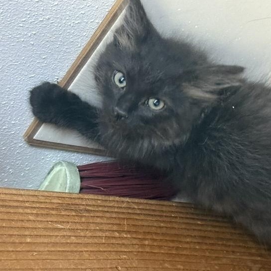 Slate - the Curious Little Shadow, adopted, Kitten Male Domestic Medium Hair.