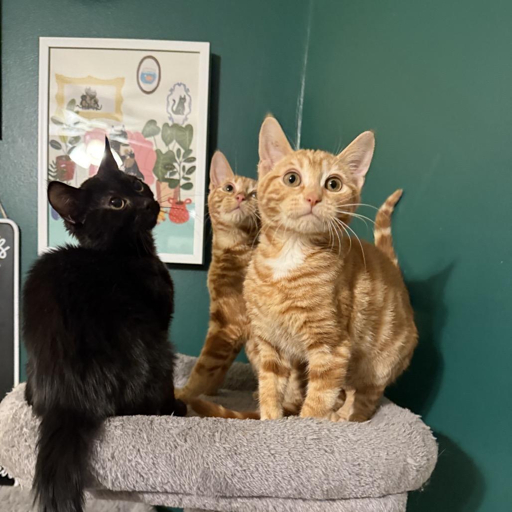 Enlarge Jam, a Adoptable mixed breed in Granville, OH image 5/5