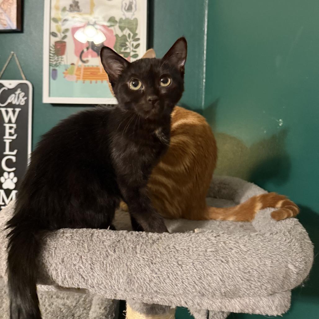 Enlarge Jam, a Adoptable mixed breed in Granville, OH image 2/5