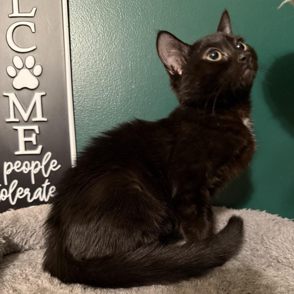 Enlarge Jam, a Adoptable mixed breed in Granville, OH image 1/5