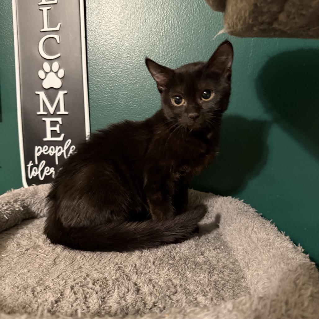 Enlarge Jam, a Adoptable mixed breed in Granville, OH image 3/5