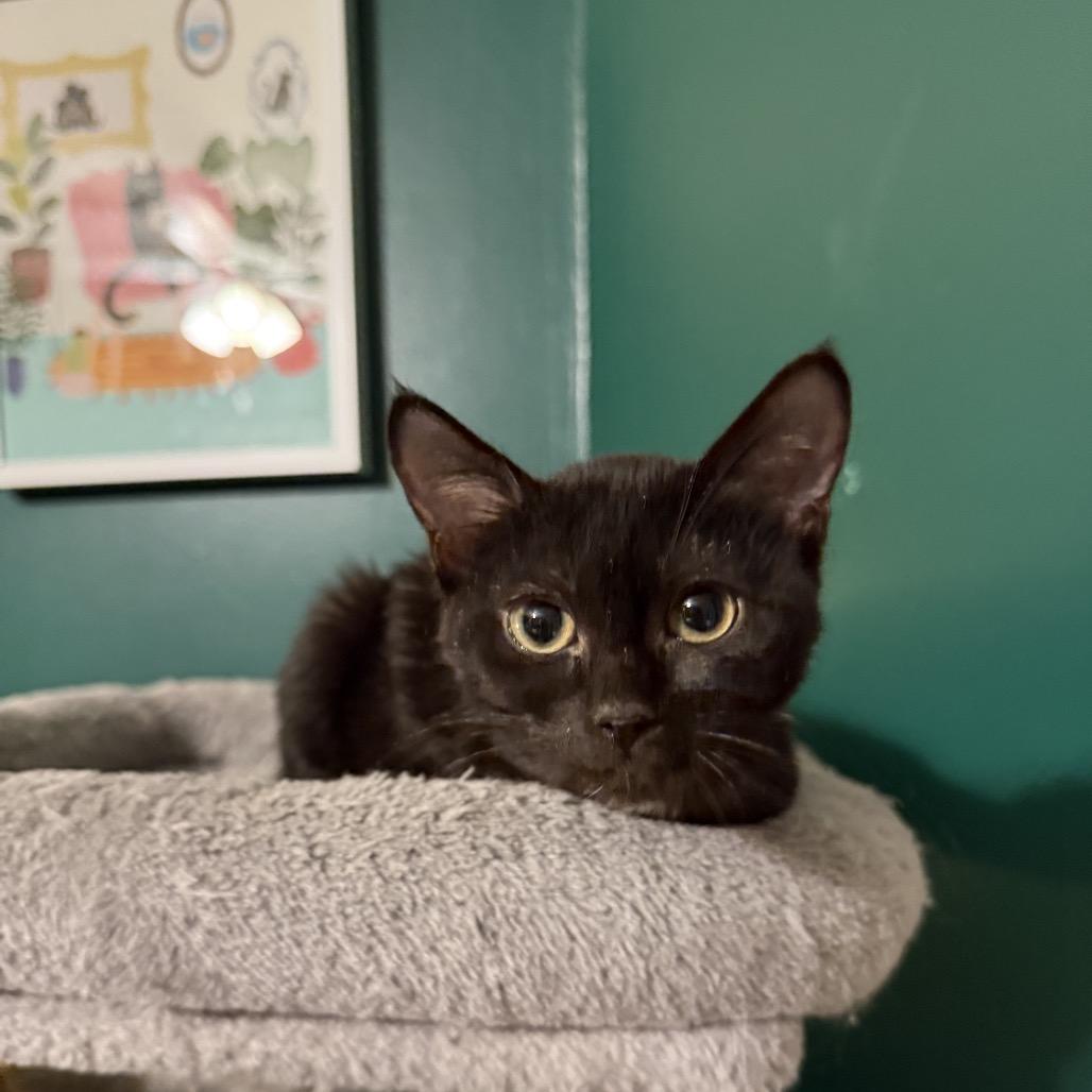 Enlarge Jam, a Adoptable mixed breed in Granville, OH image 4/5