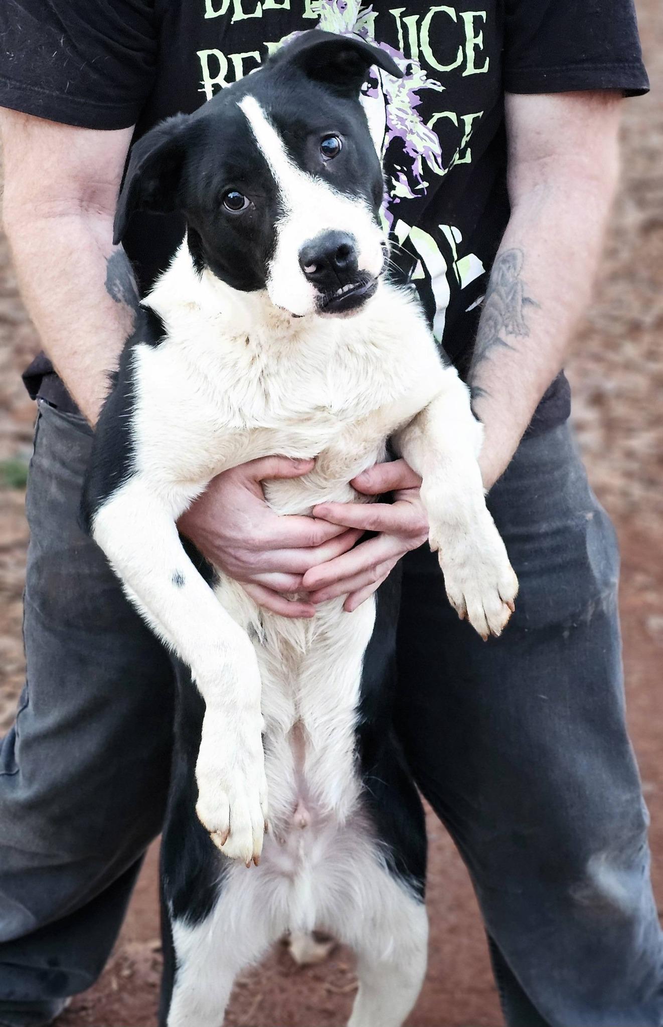 Enlarge Tater tot $195, a Adoptable mixed breed in Seneca, SC image 3/6