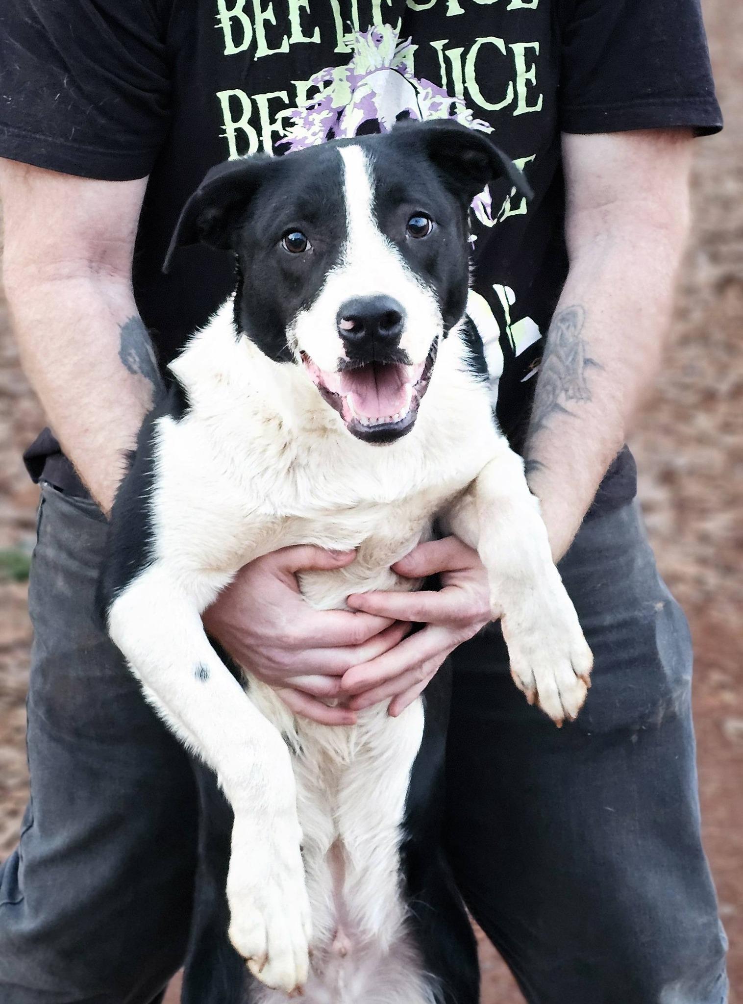 Tater tot $195, Adoptable, Puppy Male Catahoula Leopard Dog & Pit Bull Terrier.