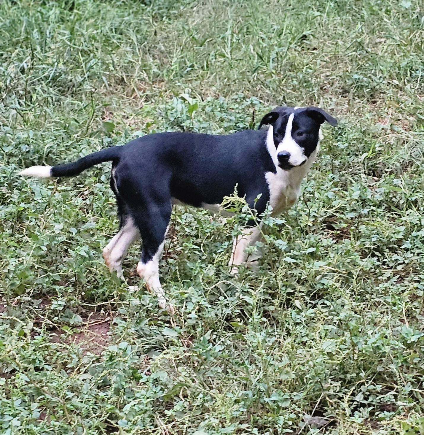 Tater tot $195, a Adoptable mixed breed in Seneca, SC image 3/5
