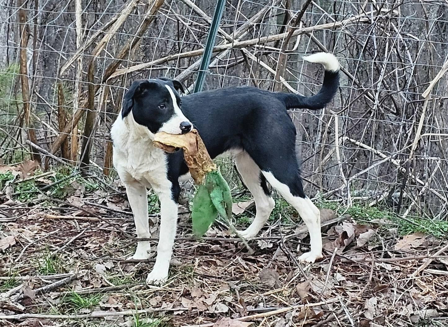 Enlarge Tater tot $195, a Adoptable mixed breed in Seneca, SC image 5/6
