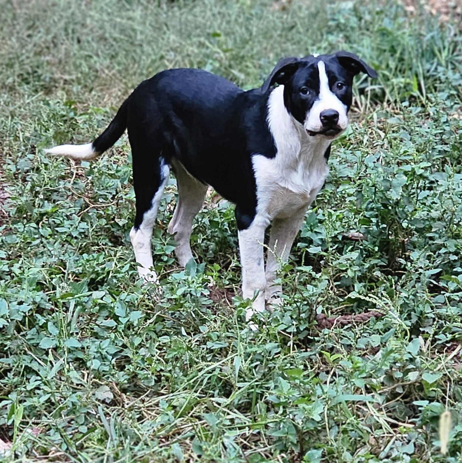 Tater tot $195, a Adoptable mixed breed in Seneca, SC image 2/5