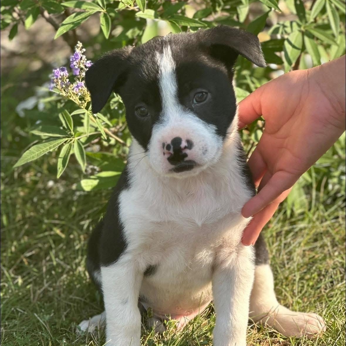 Tater tot $195, a Adoptable mixed breed in Seneca, SC image 4/5