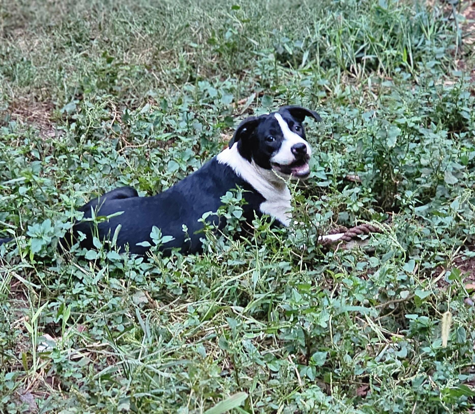 Tater tot $195, a Adoptable mixed breed in Seneca, SC image 1/5
