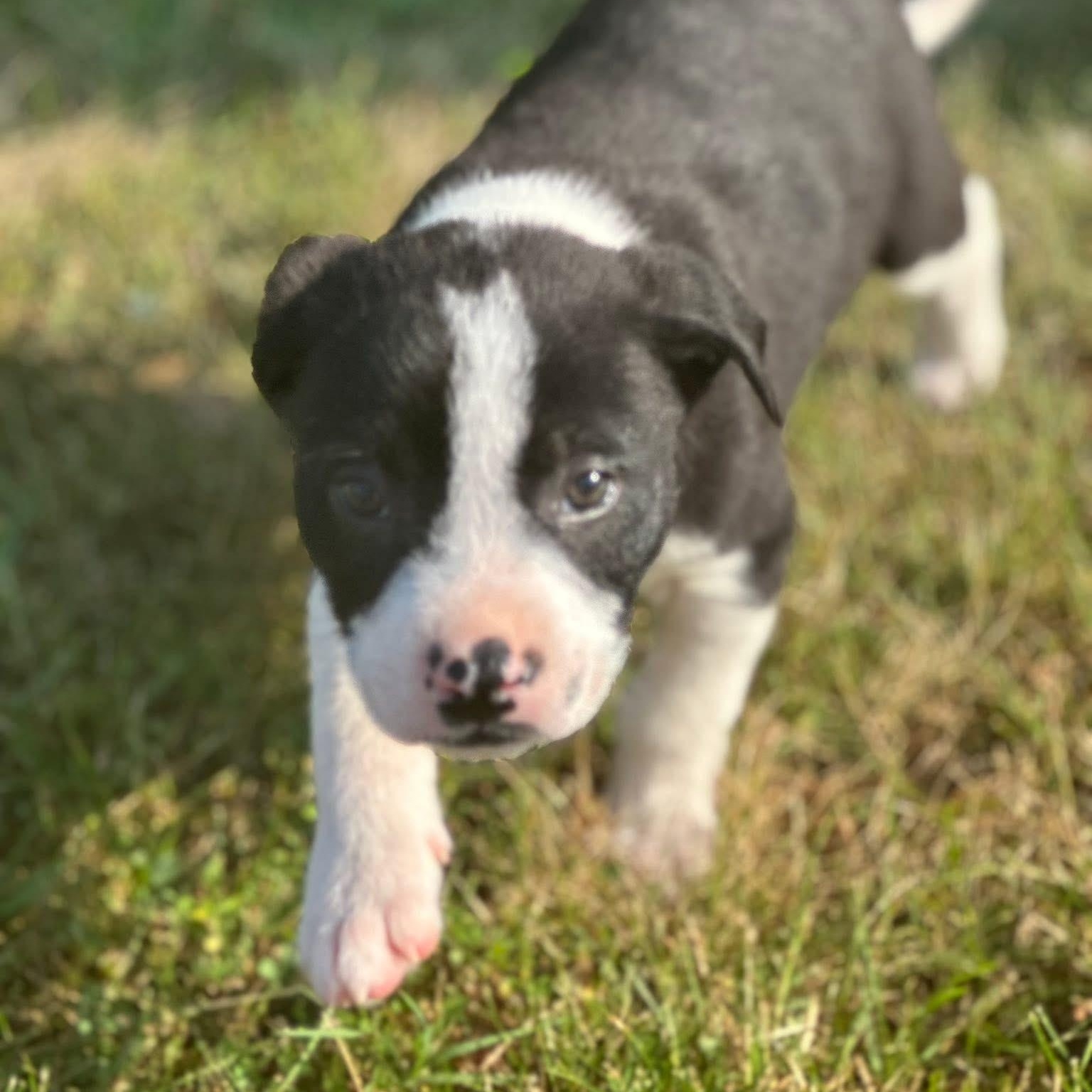 Tater tot $195, a Adoptable mixed breed in Seneca, SC image 5/5