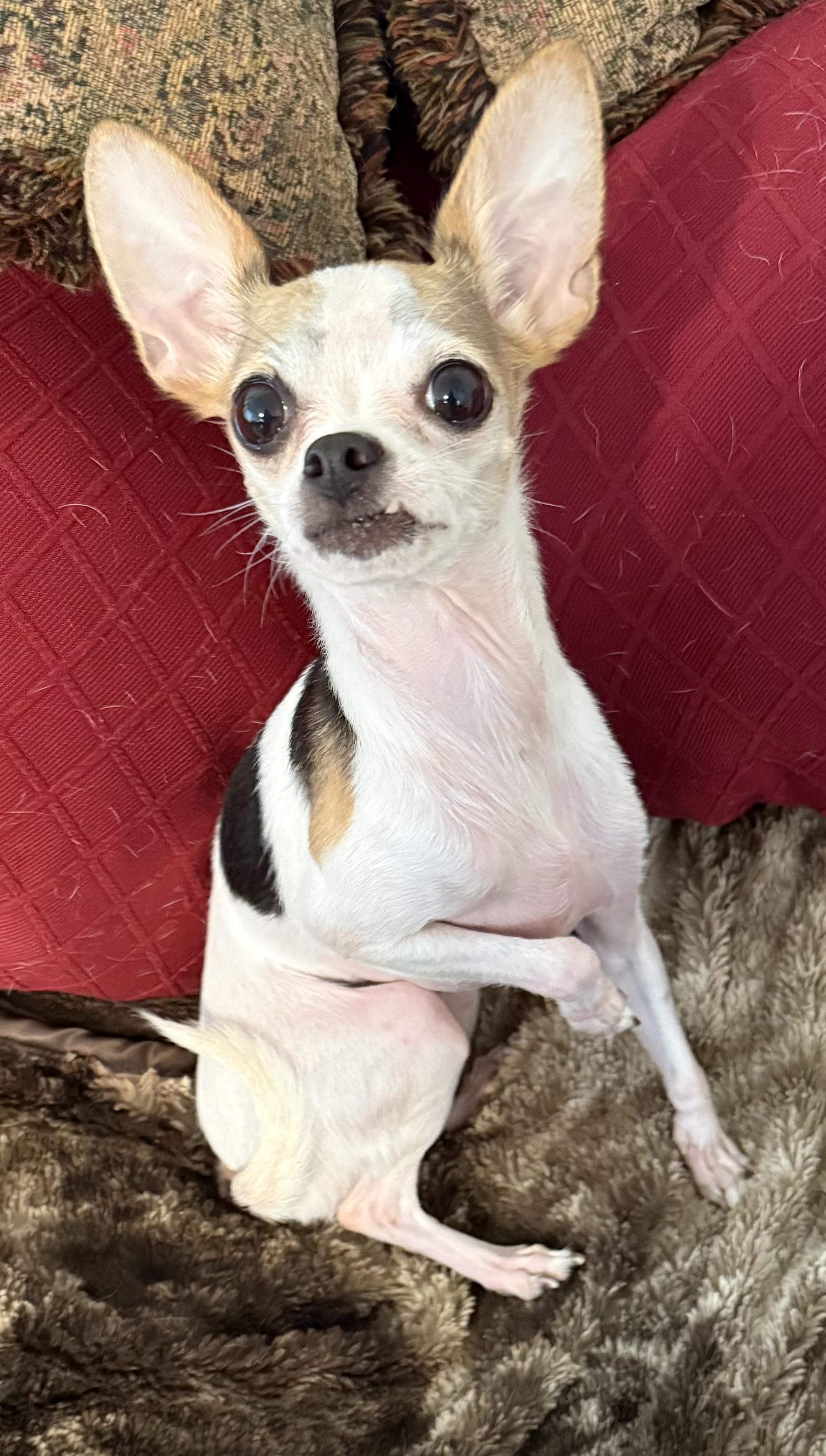 Zoe, a ADOPTABLE Chihuahua in Gulfport, FL image 2/3
