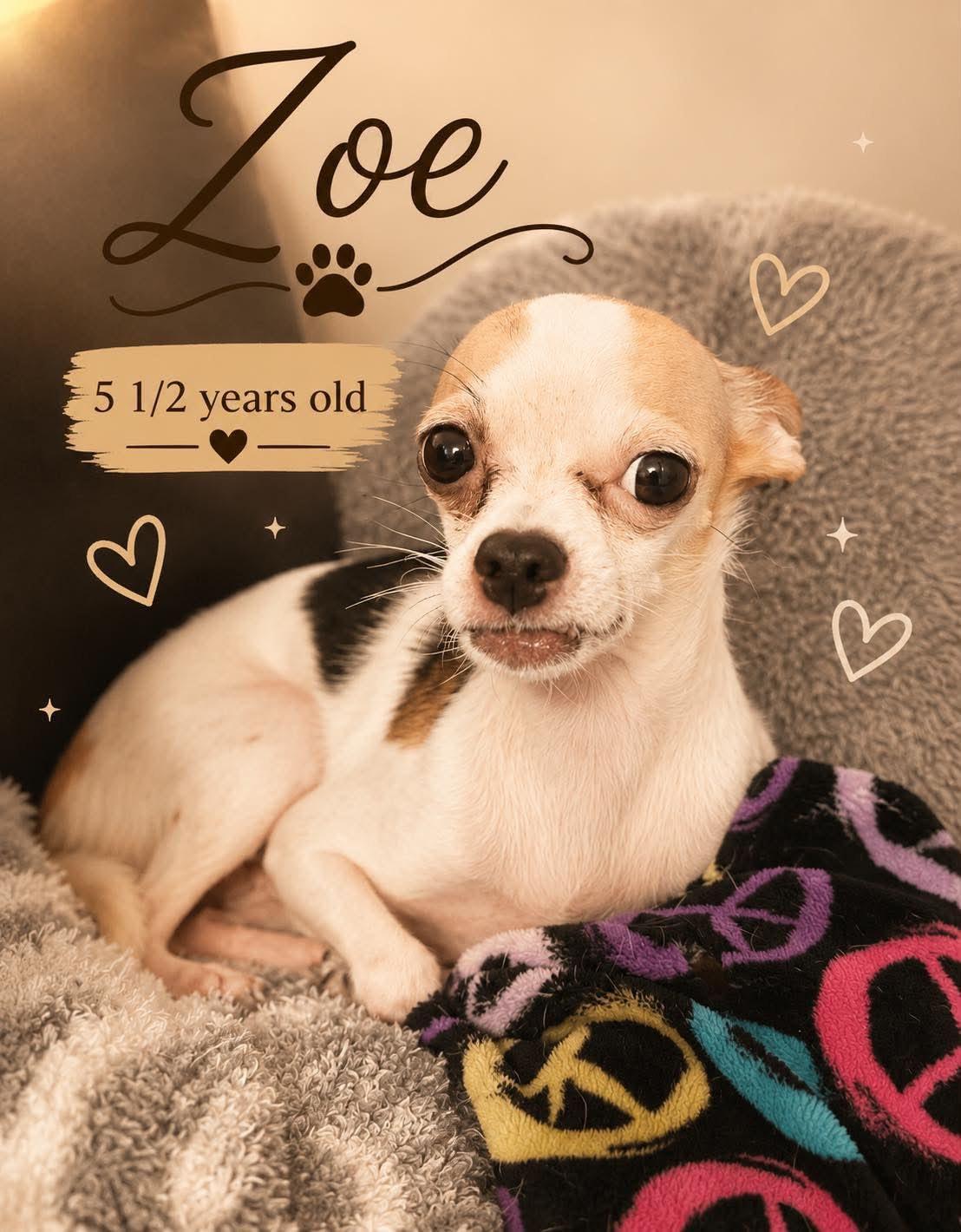 Zoe, a ADOPTABLE Chihuahua in Gulfport, FL image 3/3