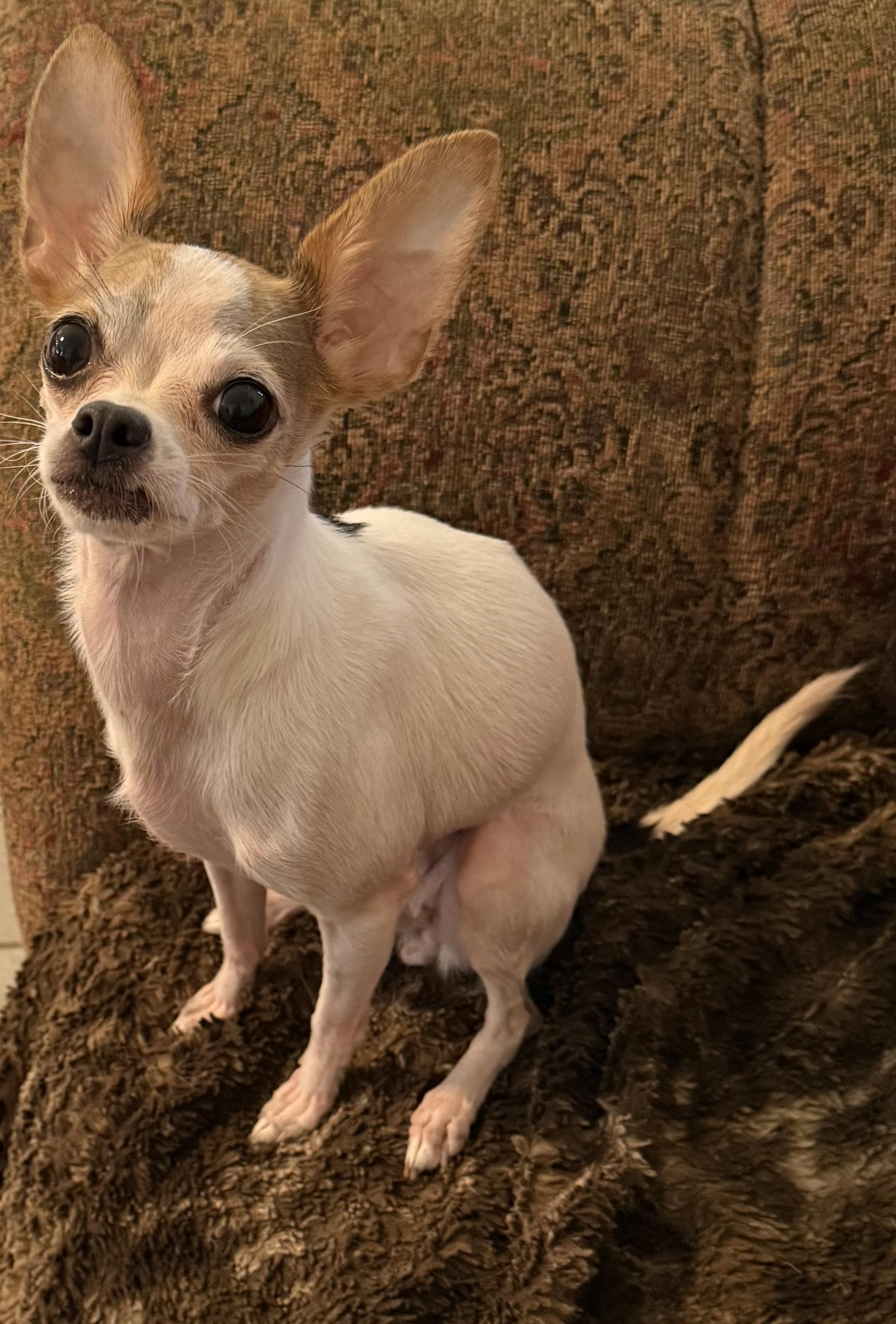 Zoe, ADOPTABLE, Adult Female Chihuahua.