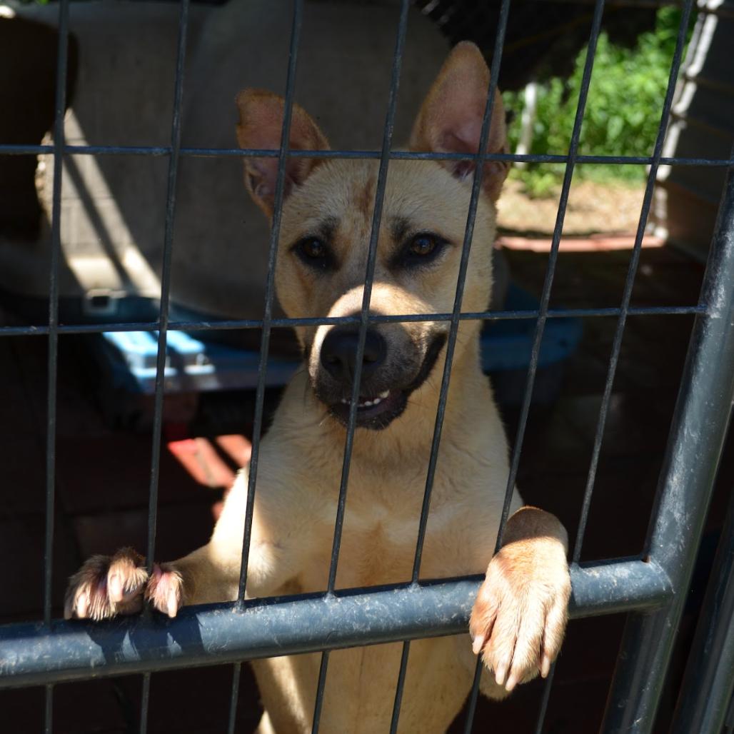 MAGGIE, Adoptable, Adult Female Shepherd & Mixed Breed.