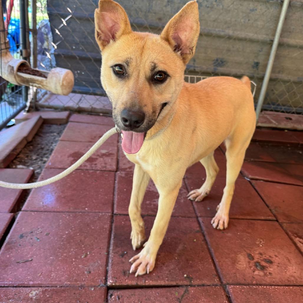 Enlarge MAGGIE, a Adoptable mixed breed in QUINCY, FL image 2/2