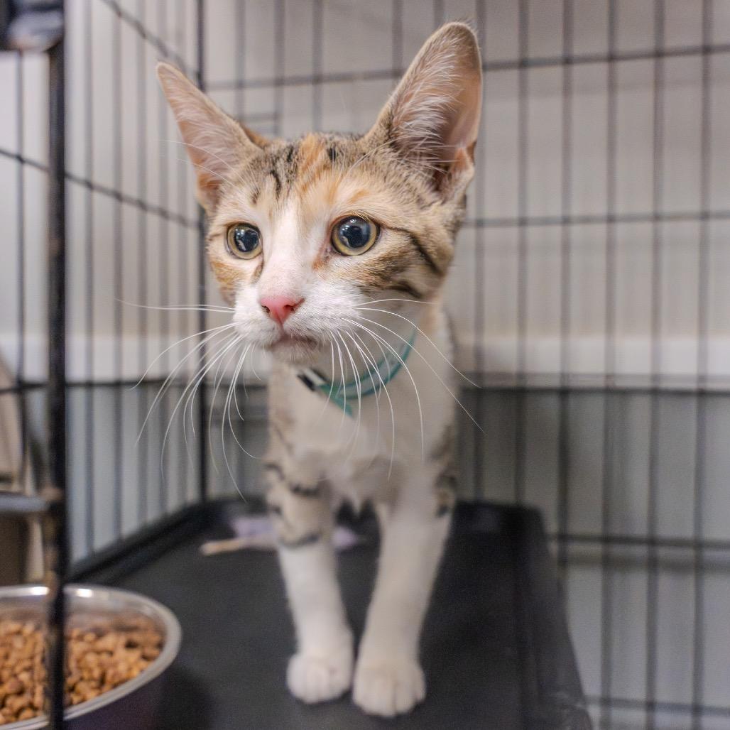 Callie, Adoptable, Kitten Female Domestic Short Hair.