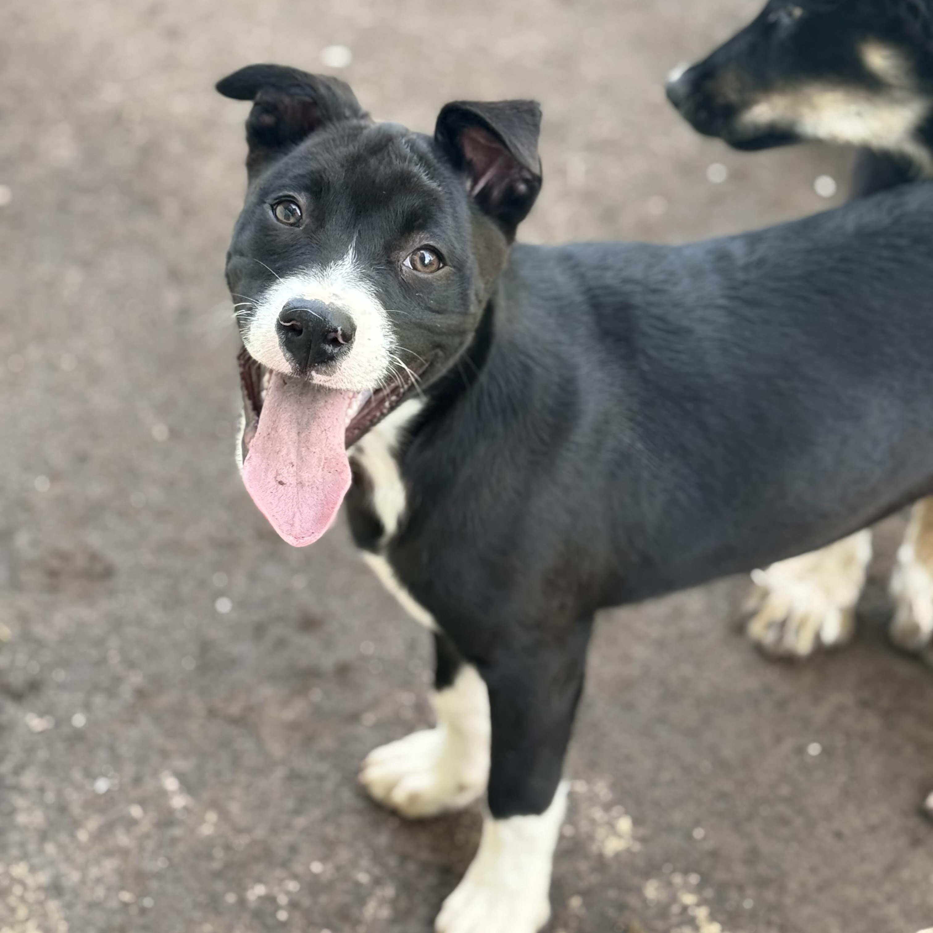Maisie, a Adoptable mixed breed in Glenolden, PA image 5/6