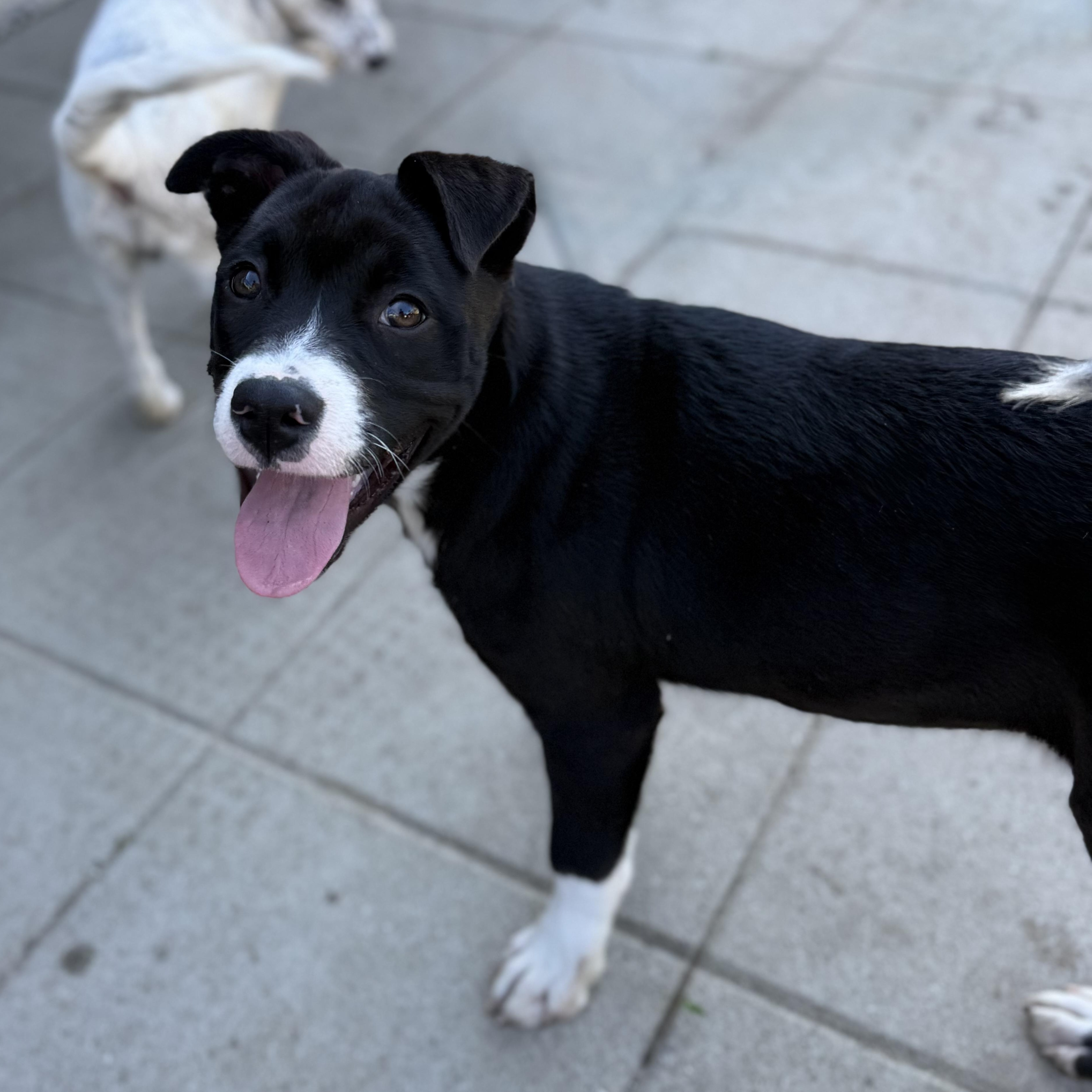 Maisie, a Adoptable mixed breed in Glenolden, PA image 4/6