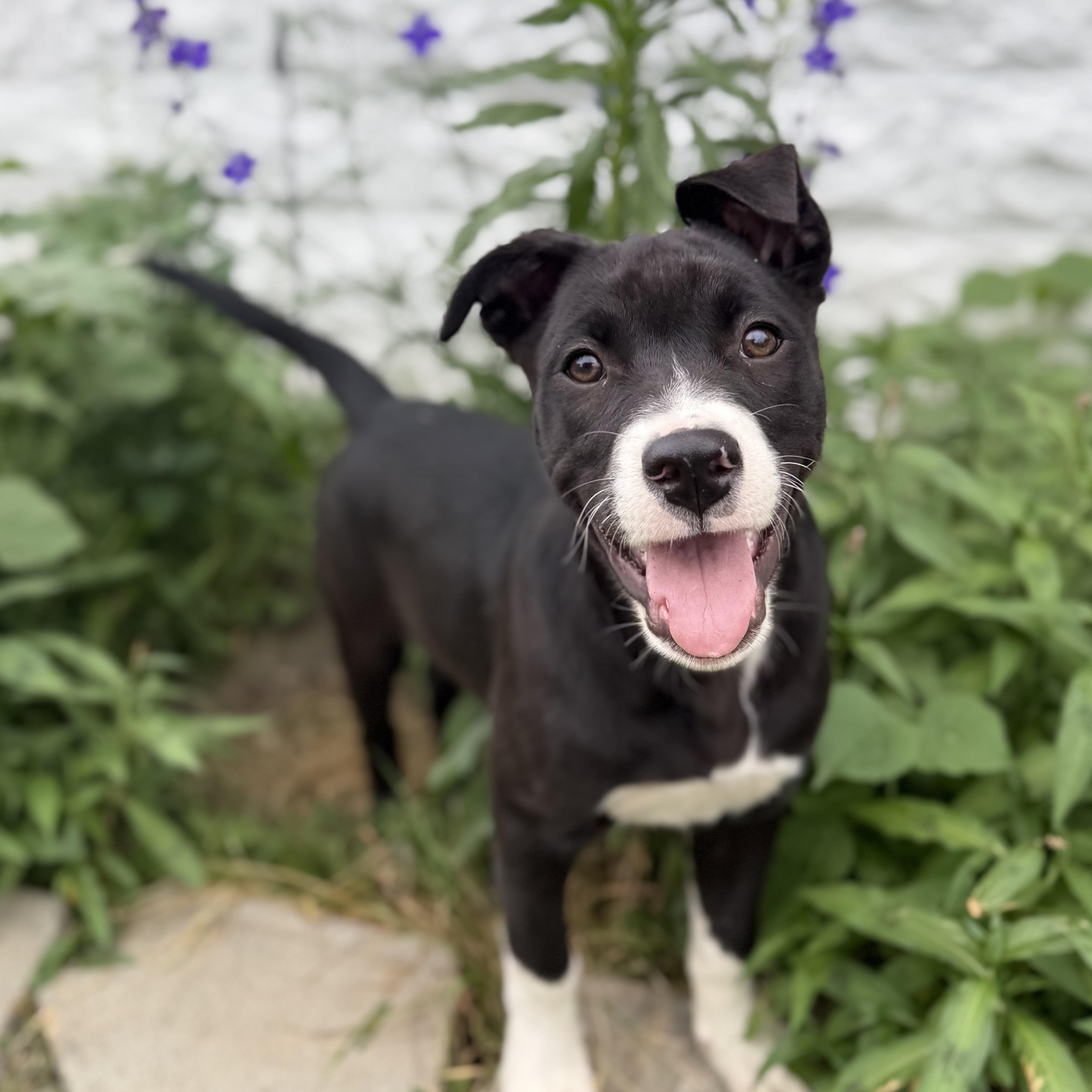 Maisie, Adoptable, Puppy Female Labrador Retriever & Pit Bull Terrier.