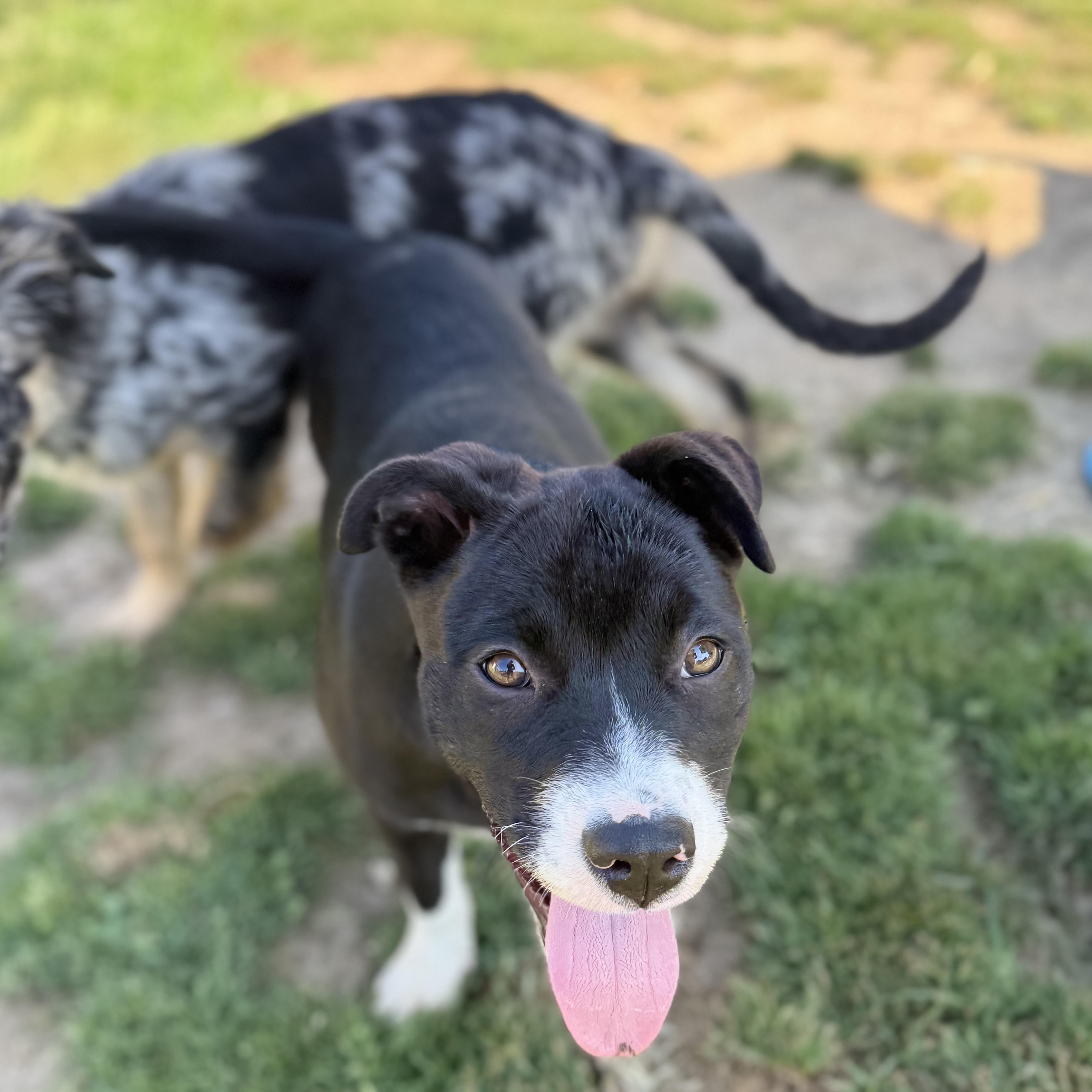 Maisie, a Adoptable mixed breed in Glenolden, PA image 3/6
