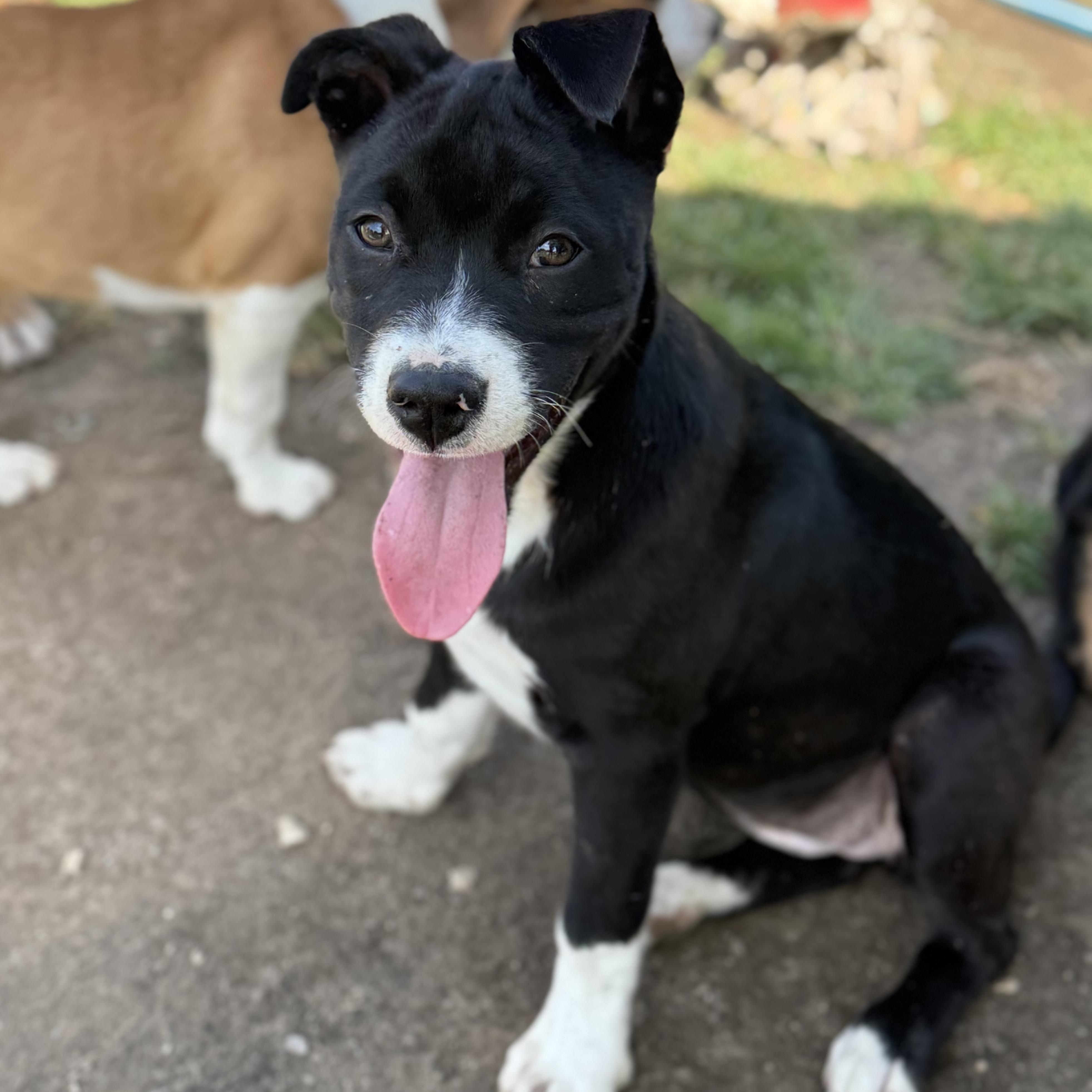 Maisie, a Adoptable mixed breed in Glenolden, PA image 2/6
