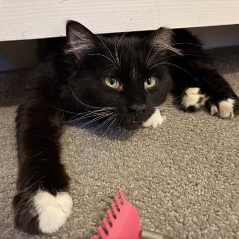 Brighton, Adoptable, Adult Male Domestic Medium Hair.