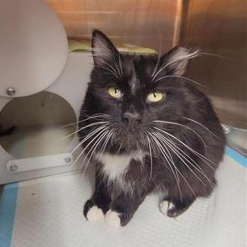 Enlarge Brighton, a Adoptable Domestic Medium Hair in Salt Lake City, UT image 2/6