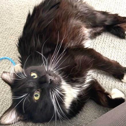 Enlarge Brighton, a Adoptable Domestic Medium Hair in Salt Lake City, UT image 2/6