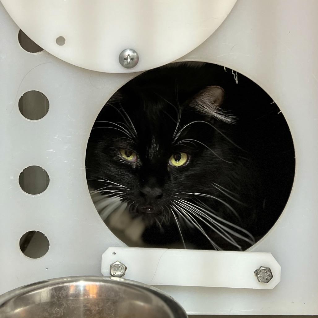 Brighton, Adoptable, Adult Male Domestic Medium Hair.