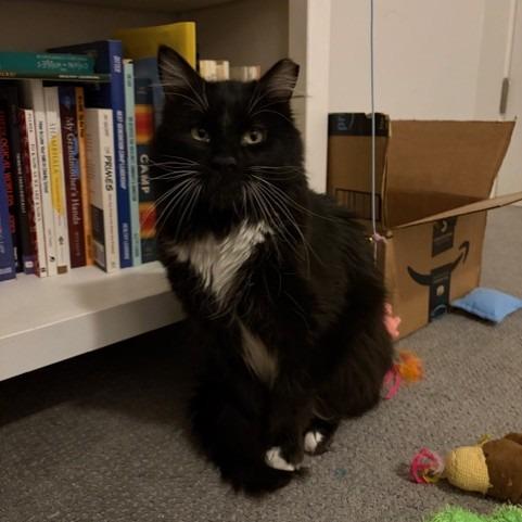 Enlarge Brighton, a Adoptable Domestic Medium Hair in Salt Lake City, UT image 4/6