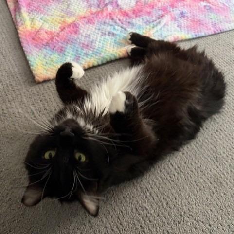 Enlarge Brighton, a Adoptable Domestic Medium Hair in Salt Lake City, UT image 5/6